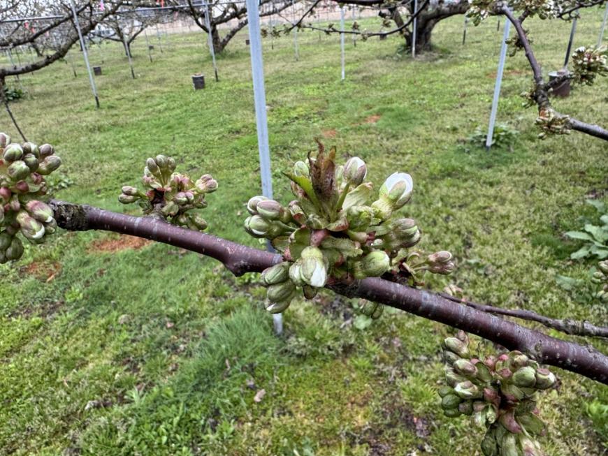 20260410やまがた紅王