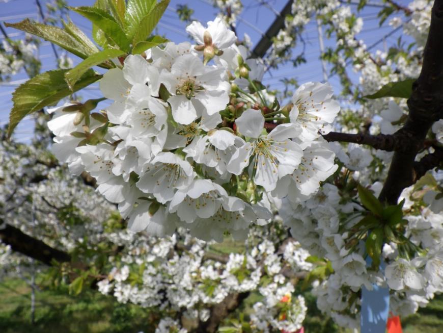 4月17日やまがた紅王
