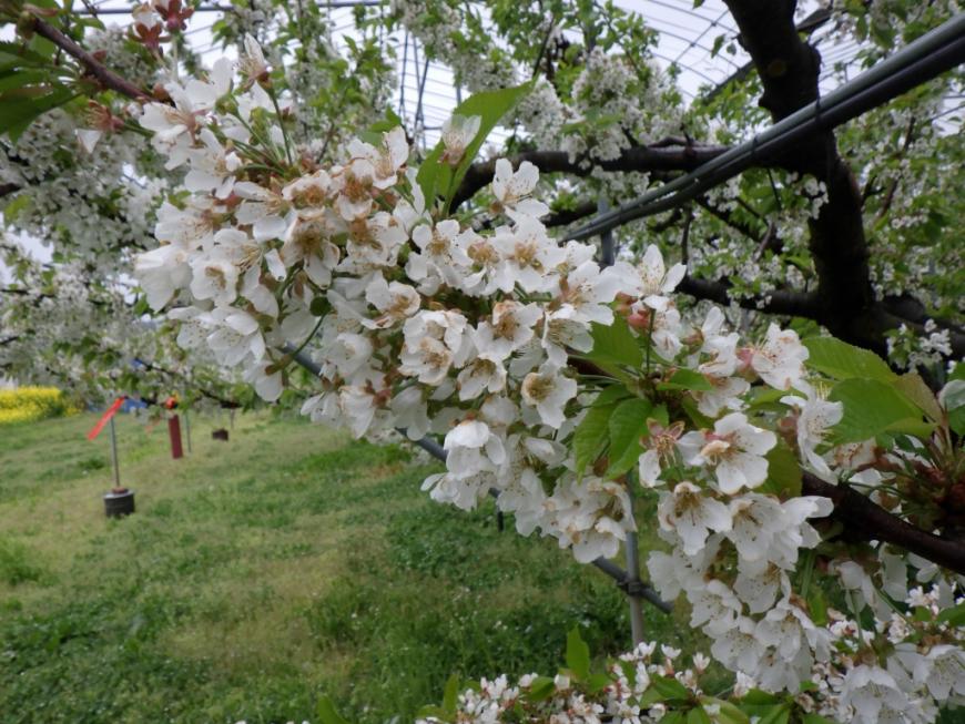 20260421やまがた紅王