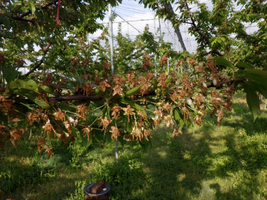 4月28日やまがた紅王